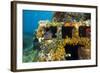Moray Eel (Muraena Helena) Looking Out of a Hole in the Artificial Reef, Monaco, Mediterranean Sea-Banfi-Framed Photographic Print