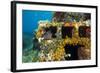 Moray Eel (Muraena Helena) Looking Out of a Hole in the Artificial Reef, Monaco, Mediterranean Sea-Banfi-Framed Photographic Print