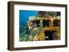 Moray Eel (Muraena Helena) Looking Out of a Hole in the Artificial Reef, Monaco, Mediterranean Sea-Banfi-Framed Photographic Print