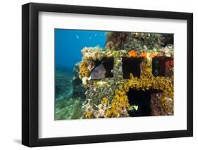 Moray Eel (Muraena Helena) Looking Out of a Hole in the Artificial Reef, Monaco, Mediterranean Sea-Banfi-Framed Photographic Print