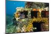 Moray Eel (Muraena Helena) Looking Out of a Hole in the Artificial Reef, Monaco, Mediterranean Sea-Banfi-Mounted Photographic Print