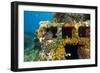 Moray Eel (Muraena Helena) Looking Out of a Hole in the Artificial Reef, Monaco, Mediterranean Sea-Banfi-Framed Photographic Print