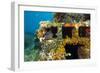 Moray Eel (Muraena Helena) Looking Out of a Hole in the Artificial Reef, Monaco, Mediterranean Sea-Banfi-Framed Photographic Print