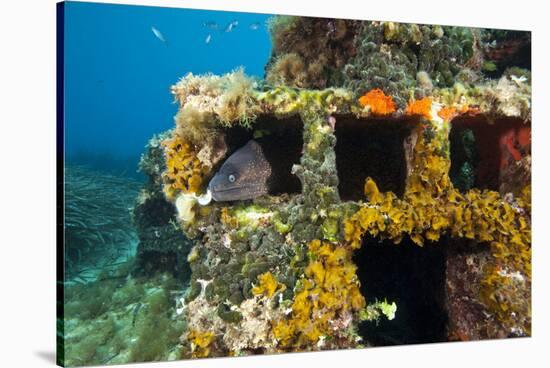 Moray Eel (Muraena Helena) Looking Out of a Hole in the Artificial Reef, Monaco, Mediterranean Sea-Banfi-Stretched Canvas