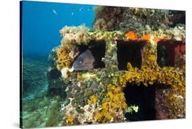 Moray Eel (Muraena Helena) Looking Out of a Hole in the Artificial Reef, Monaco, Mediterranean Sea-Banfi-Stretched Canvas