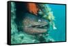 Moray Eel (Muraena Helena) Looking Out of Hole in Artificial Reef, Larvotto Marine Reserve, Monaco-Banfi-Framed Stretched Canvas