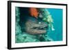 Moray Eel (Muraena Helena) Looking Out of Hole in Artificial Reef, Larvotto Marine Reserve, Monaco-Banfi-Framed Photographic Print