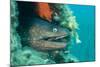 Moray Eel (Muraena Helena) Looking Out of Hole in Artificial Reef, Larvotto Marine Reserve, Monaco-Banfi-Mounted Photographic Print