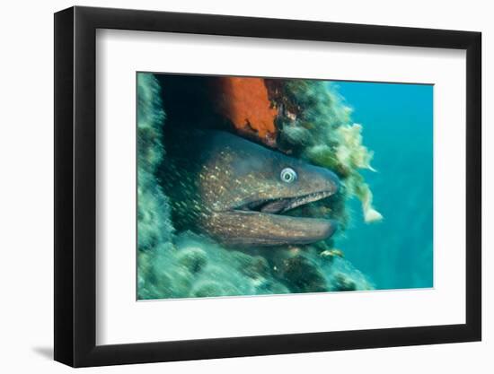 Moray Eel (Muraena Helena) Looking Out of Hole in Artificial Reef, Larvotto Marine Reserve, Monaco-Banfi-Framed Photographic Print