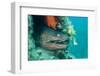 Moray Eel (Muraena Helena) Looking Out of Hole in Artificial Reef, Larvotto Marine Reserve, Monaco-Banfi-Framed Photographic Print