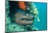 Moray Eel (Muraena Helena) Looking Out of Hole in Artificial Reef, Larvotto Marine Reserve, Monaco-Banfi-Mounted Photographic Print