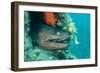 Moray Eel (Muraena Helena) Looking Out of Hole in Artificial Reef, Larvotto Marine Reserve, Monaco-Banfi-Framed Photographic Print