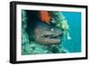 Moray Eel (Muraena Helena) Looking Out of Hole in Artificial Reef, Larvotto Marine Reserve, Monaco-Banfi-Framed Photographic Print