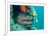 Moray Eel (Muraena Helena) Looking Out of Hole in Artificial Reef, Larvotto Marine Reserve, Monaco-Banfi-Framed Photographic Print