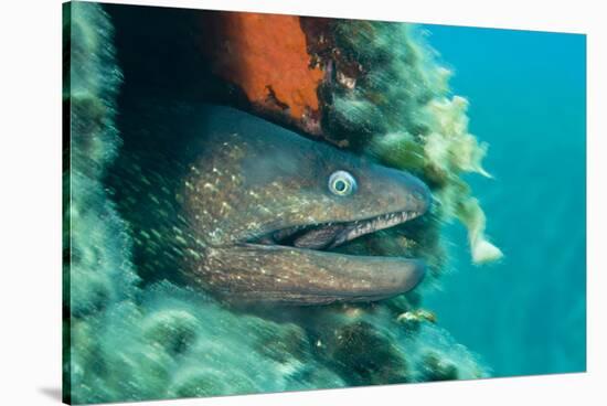 Moray Eel (Muraena Helena) Looking Out of Hole in Artificial Reef, Larvotto Marine Reserve, Monaco-Banfi-Stretched Canvas