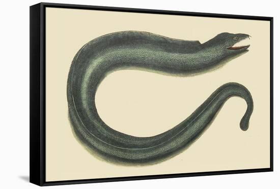 Moray Eel-Mark Catesby-Framed Stretched Canvas