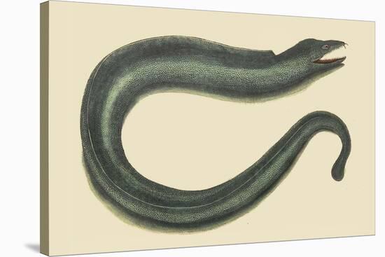 Moray Eel-Mark Catesby-Stretched Canvas