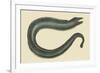 Moray Eel-Mark Catesby-Framed Premium Giclee Print