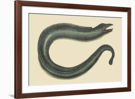 Moray Eel-Mark Catesby-Framed Premium Giclee Print