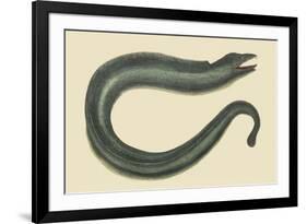 Moray Eel-Mark Catesby-Framed Premium Giclee Print