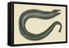 Moray Eel-Mark Catesby-Framed Stretched Canvas
