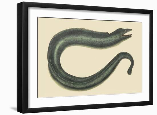 Moray Eel-Mark Catesby-Framed Art Print