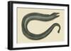 Moray Eel-Mark Catesby-Framed Art Print