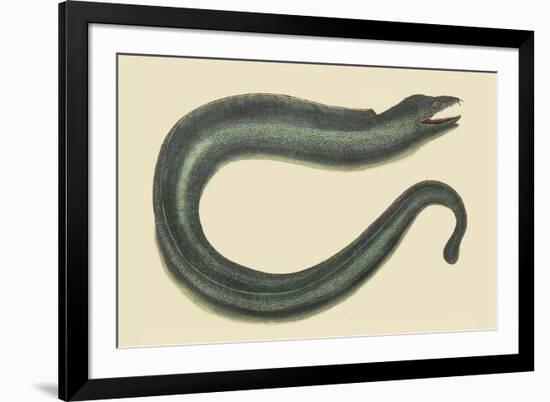 Moray Eel-Mark Catesby-Framed Art Print