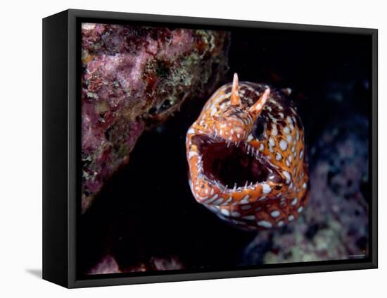 Moray-null-Framed Stretched Canvas