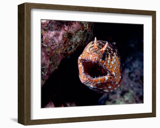 Moray-null-Framed Photographic Print