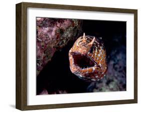 Moray-null-Framed Photographic Print