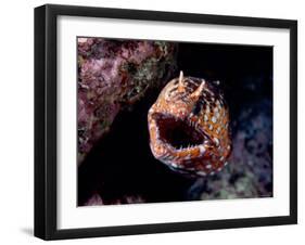 Moray-null-Framed Photographic Print