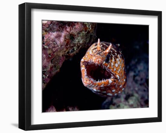 Moray-null-Framed Photographic Print