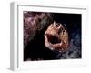 Moray-null-Framed Photographic Print