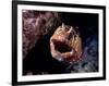 Moray-null-Framed Photographic Print