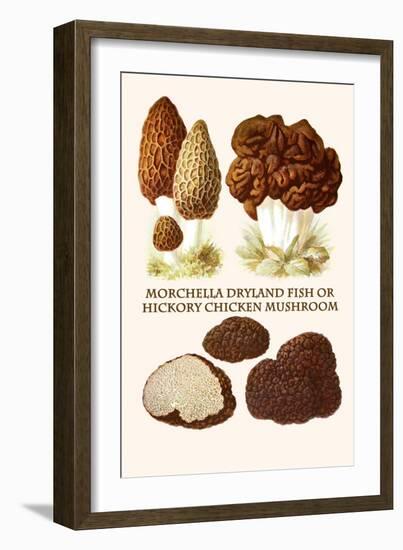 Morchella Dryland Fish or Hickory Chicken Mushroom-L. Dufour-Framed Art Print