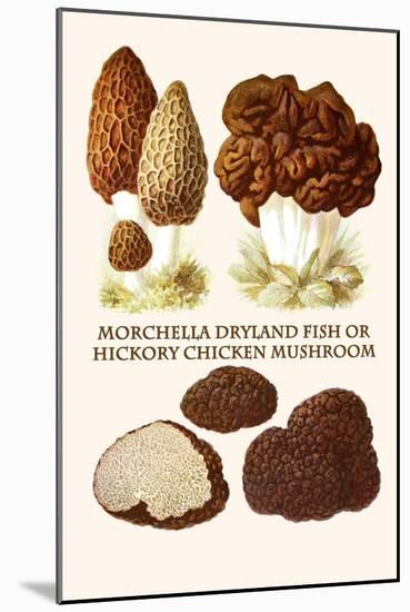 Morchella Dryland Fish or Hickory Chicken Mushroom-L. Dufour-Mounted Art Print