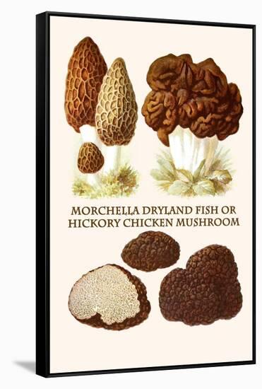 Morchella Dryland Fish or Hickory Chicken Mushroom-L. Dufour-Framed Stretched Canvas