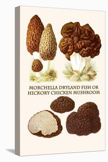 Morchella Dryland Fish or Hickory Chicken Mushroom-L. Dufour-Stretched Canvas