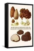 Morchella Dryland Fish or Hickory Chicken Mushroom-L. Dufour-Framed Stretched Canvas