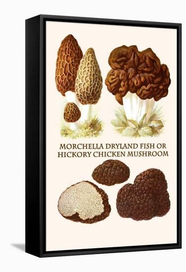 Morchella Dryland Fish or Hickory Chicken Mushroom-L. Dufour-Framed Stretched Canvas