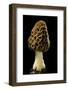 Morchella Esculenta (Morille Comestible)-Paul Starosta-Framed Photographic Print