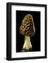 Morchella Esculenta (Morille Comestible)-Paul Starosta-Framed Photographic Print