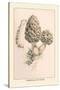 Morchella Esculenta-William Hamilton Gibson-Stretched Canvas