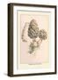 Morchella Esculenta-William Hamilton Gibson-Framed Art Print