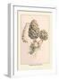 Morchella Esculenta-William Hamilton Gibson-Framed Art Print