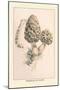 Morchella Esculenta-William Hamilton Gibson-Mounted Art Print