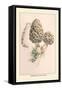 Morchella Esculenta-William Hamilton Gibson-Framed Stretched Canvas