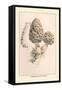 Morchella Esculenta-William Hamilton Gibson-Framed Stretched Canvas