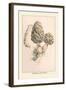 Morchella Esculenta-William Hamilton Gibson-Framed Art Print